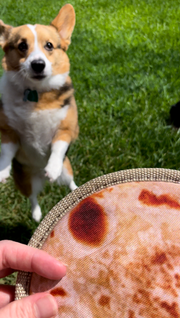 A corgi jumps in excitement while eyeing the tortiilla flyer dog toy, about to be thrown by a hand in the foreground on a sunny day